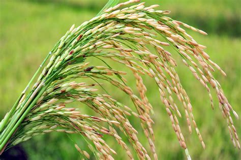 paylay|palay in english.